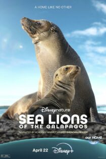 دانلود فیلم شیرهای دریایی گالاپاگوس – Sea Lions of the Galapagos 2025