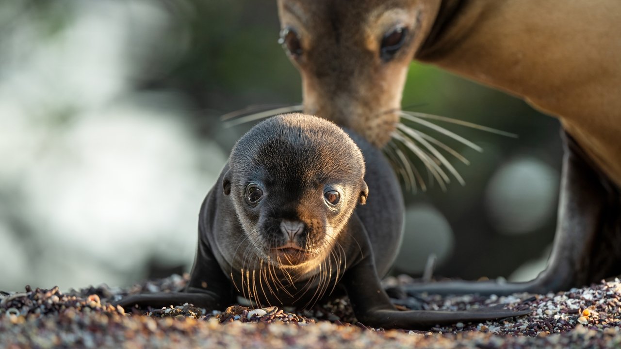 دانلود فیلم شیرهای دریایی گالاپاگوس – Sea Lions of the Galapagos 2025